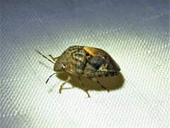 Stethaulax marmorata