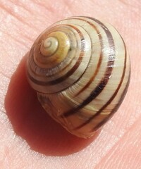 Cepaea
