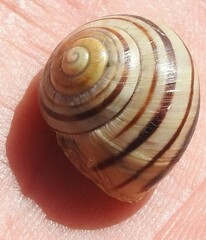 Cepaea