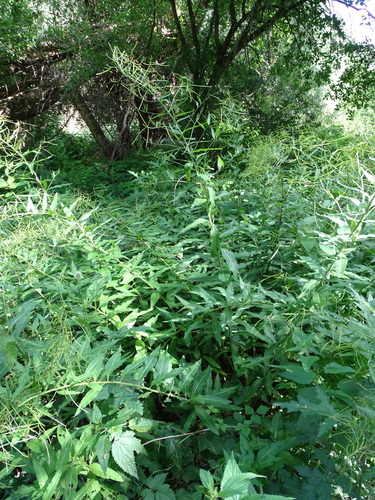 Sisymbrium strictissimum (Sisymbrium strictissimum)