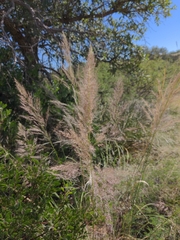 Muhlenbergia emersleyi