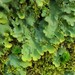 Ricasolia quercizans - Photo (c) Jason Hollinger, μερικά δικαιώματα διατηρούνται (CC BY)