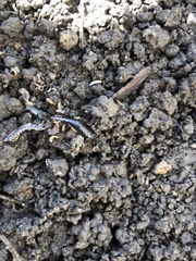 Euborellia annulipes