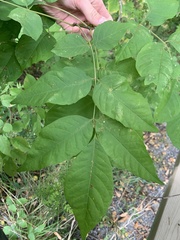 Fraxinus americana