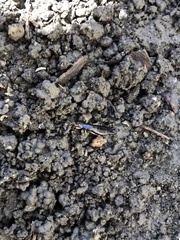 Euborellia annulipes