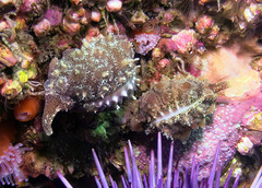 Pusula solandri