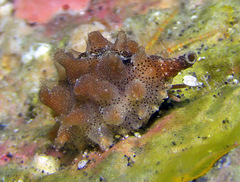 Pusula solandri