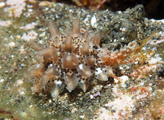 Pusula solandri