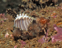 Pusula solandri
