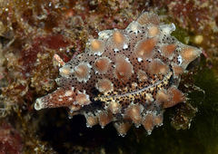 Pusula solandri