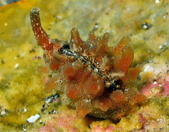 Pusula solandri