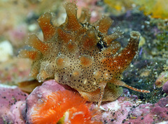 Pusula solandri