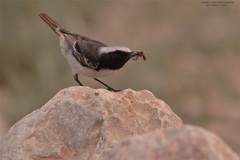 Oenanthe moesta