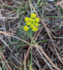 Cymopterus lemmonii