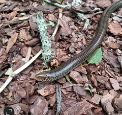 Ophisaurus ventralis
