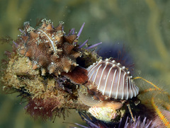 Pusula solandri