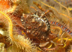 Pusula solandri