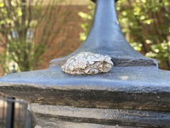 Hyla versicolor