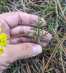 Cymopterus lemmonii