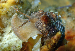 Pusula solandri