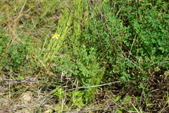 Hypericum perforatum
