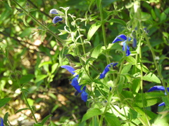 Salvia patens