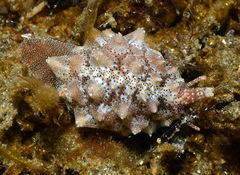 Pusula solandri
