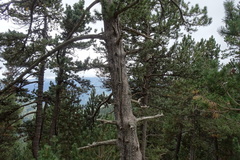 Pinus uncinata