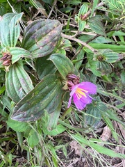 Melastoma sanguineum
