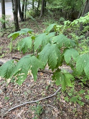 Kalopanax septemlobus