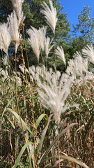 Miscanthus sinensis