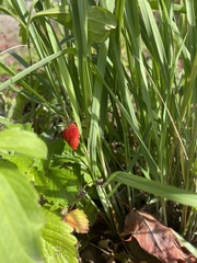 Fragaria