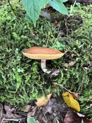 Suillus acidus