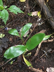 Convallaria