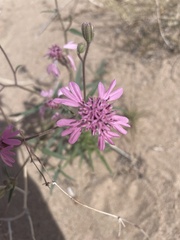 Palafoxia sphacelata