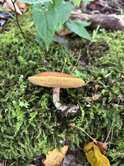 Suillus acidus