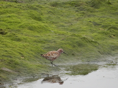Calidris ferruginea
