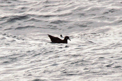 Procellaria aequinoctialis