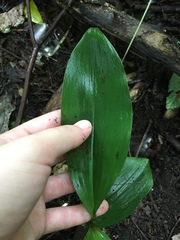Convallaria