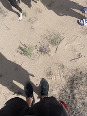 Palafoxia sphacelata