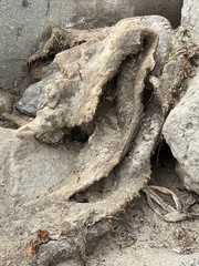 Balaenoptera physalus