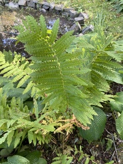 Osmunda claytoniana