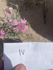 Palafoxia sphacelata