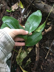 Convallaria