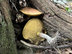 Suillus acidus