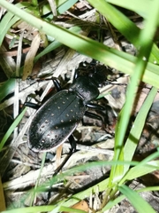 Carabus hortensis