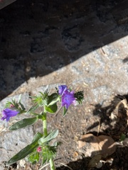 Echium plantagineum