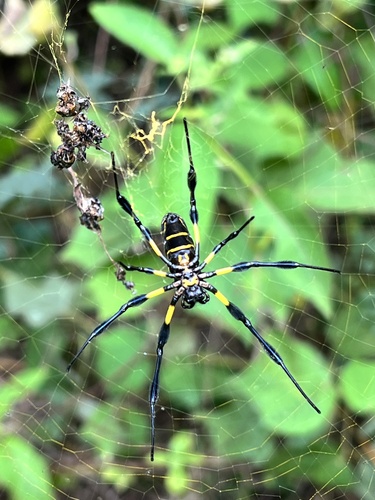 Trichonephila turneri