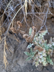 Phacelia