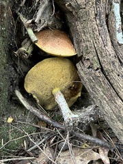 Suillus acidus